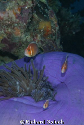 "Daddy ,Mammy and Me little Nemo" by Richard Goluch 